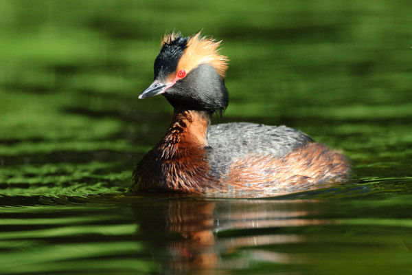 Ein Ohrentaucher mit leuchtendem Gefieder schwimmt auf grünem Wasser.