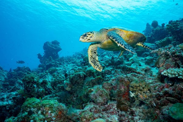 Echte Karettschildkröte schwimmt über einem Korallenriff im Ozean.