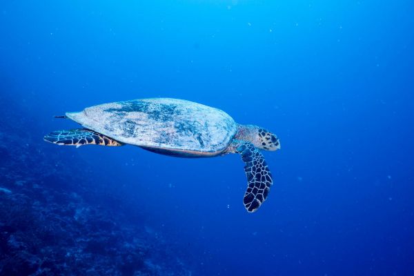 Echte Karettschildkröte schwimmt durch klares, blaues Wasser.