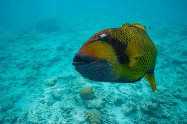 Großer bunter Masken-Drückerfisch im klaren Wasser eines Korallenriffs.