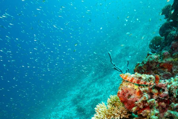 Skorpionfisch auf Korallenriff mit Fischschwarm im blauen Ozean