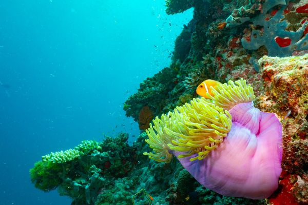 Ein Anemonenfisch und eine Blasenanemone in einem farbenfrohen Riff.