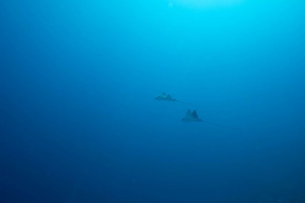 Zwei Rochen schwimmen durch blaues Wasser im Roten Meer.
