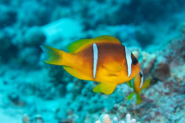 Ein leuchtend oranger Zweiband-Anemonenfisch schwimmt im Korallenriff.