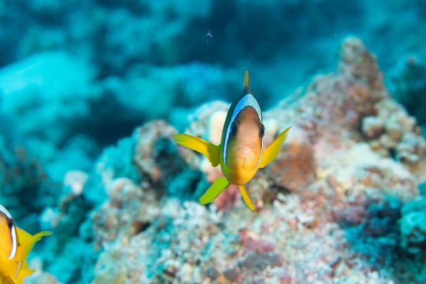 Ein Clownfisch schwimmt durch ein buntes Korallenriff im Roten Meer.
