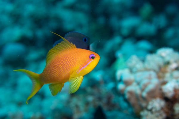 Goldener Fahnenbarsch schwimmt über Korallenriff im Ozean.