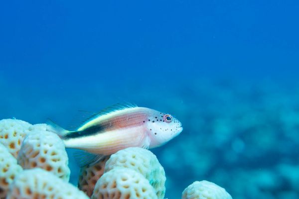 Ein Korallenwächter ruht auf Korallen in einem Riff im Roten Meer.