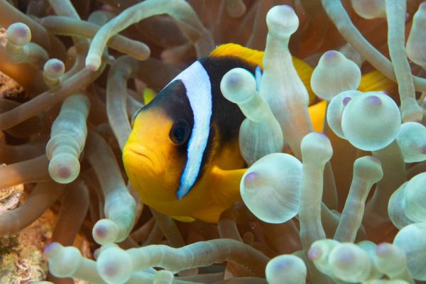 Ein Rotmeer-Anemonenfisch schwimmt zwischen den Tentakeln einer Anemone.
