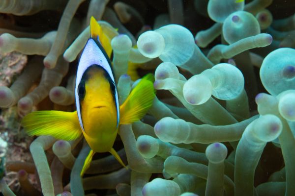 Rotmeer-Anemonenfisch schwimmt zwischen Anemonententakeln in einem Korallenriff.