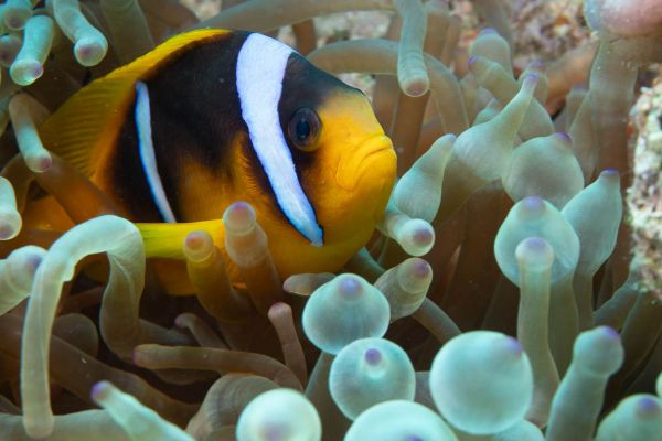 Rotmeer-Anemonenfisch zwischen geschwungenen Anemonententakeln im Riff.