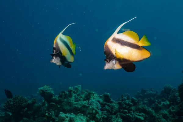 Zwei Masken-Wimpelfische schwimmen über ein Korallenriff im Roten Meer.