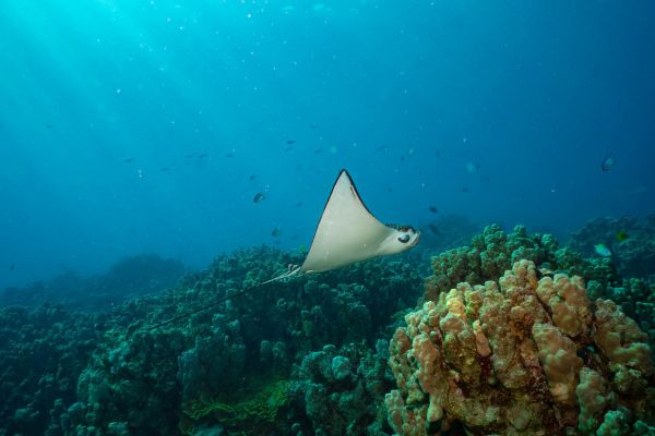 Ein Adlerrochen schwimmt über ein buntes Korallenriff im Meer.