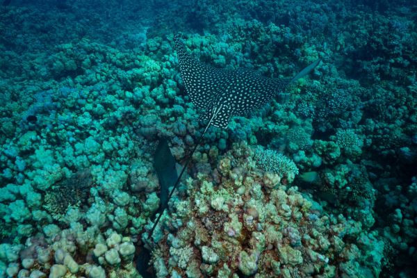 Gefleckter Adlerrochen schwebt über einem Korallenriff im Ozean.