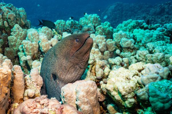 Muräne lugt aus Korallenriff im Roten Meer hervor.