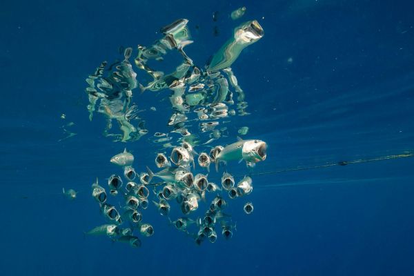 Ein Schwarm von Fischen schwimmt unterhalb der Wasseroberfläche eines Korallenriffs.