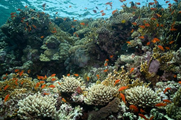 Korallenriff mit Rotfeuerfischen und bunten Korallen im Indopazifik
