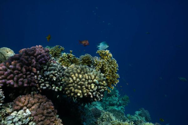 Buntes Korallenriff im tiefblauen Wasser des Roten Meeres mit verschiedenen Korallenarten.