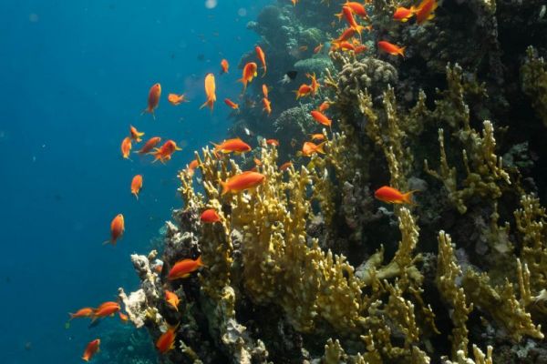 Orangerote Anthias schwimmen um Korallen im klaren blauen Meer.