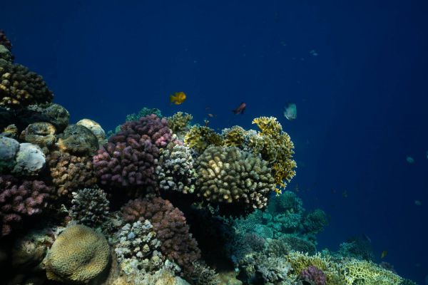 Farbenfrohes Korallenriff mit verschiedenen Fischarten im Roten Meer.