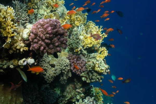Buntes Korallenriff im Roten Meer mit verschiedenen Rifffischen.