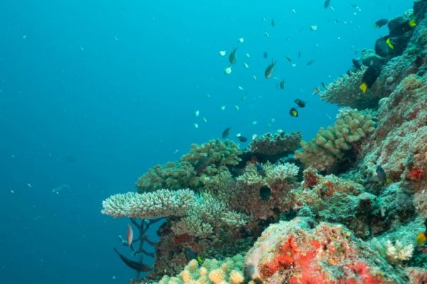 Korallenriff mit bunten Korallen und zahlreichen Fischen im klaren Meerwasser.