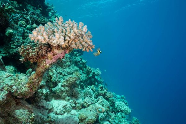 Korallenriff im Roten Meer mit einem vorbeischwimmenden Fisch.
