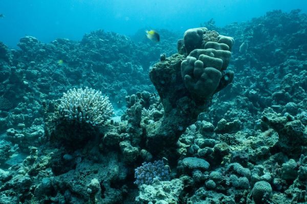 Eine vielfältige Korallenlandschaft unter Wasser mit verschiedenen Korallenarten.