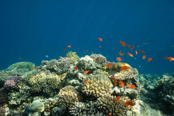 Korallenriff mit lebhaften Fahnenbarschen im blauen Wasser des Roten Meeres