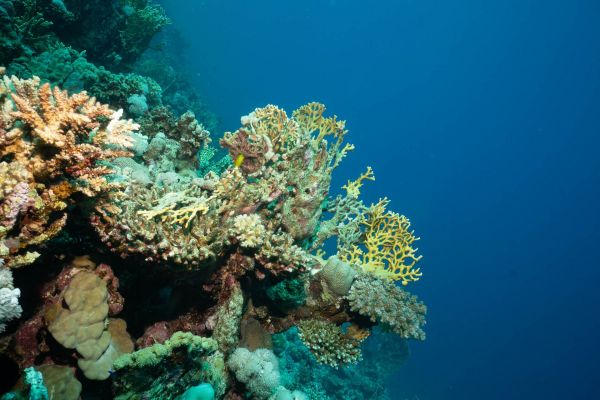 Vielfältige Korallenformen im klaren Wasser des Roten Meeres.