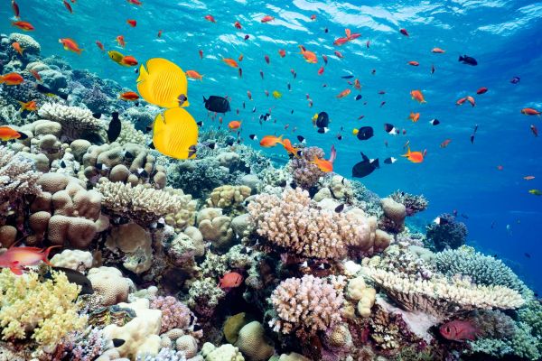 Vielfältiges Korallenriff mit bunten Rifffischen im Roten Meer.