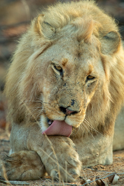 Afrikanischer Löwe