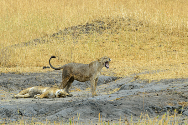 Zwei Löwen in der Savanne, einer gähnt stehend, der andere liegt.