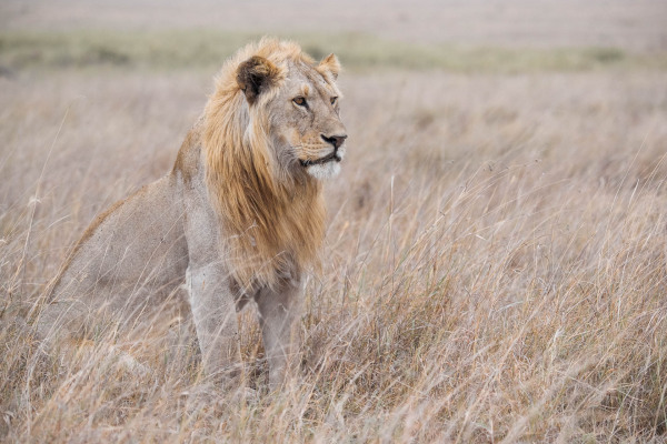 Ein Afrikanischer Löwe sitzt aufmerksam im hohen Gras der afrikanischen Savanne.