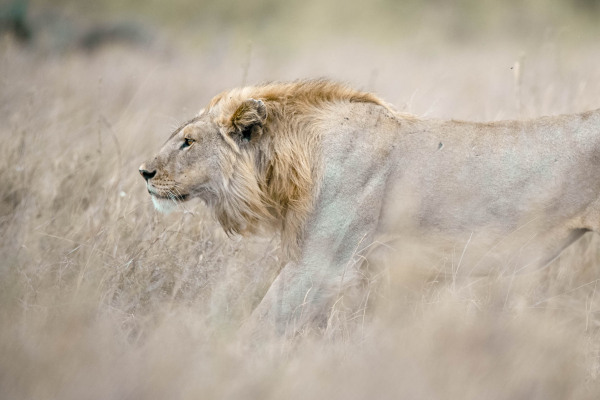 Männlicher Afrikanischer Löwe im Gras der Savanne, seitlich dargestellt.