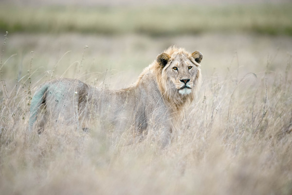 Ein männlicher Afrikanischer Löwe steht im Grasland der Savanne.