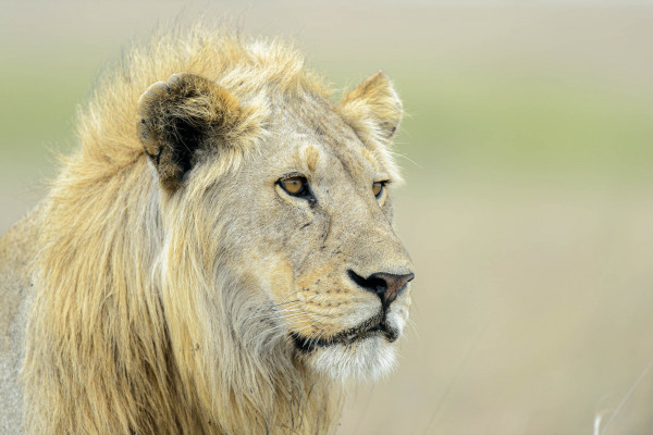 Männlicher Afrikanischer Löwe mit prächtiger Mähne in der Savanne.
