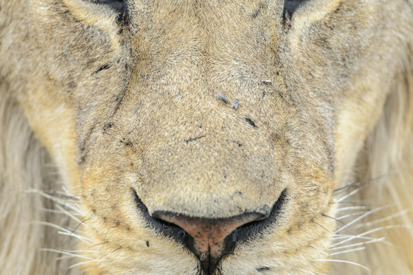 Detailansicht eines Löwengesichts mit markanten Augen und Nase.