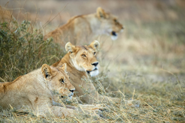 Drei Löwen ruhen aufmerksam in der Savanne.