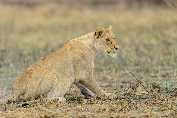 Afrikanische Löwin in sitzender Haltung in der Savanne