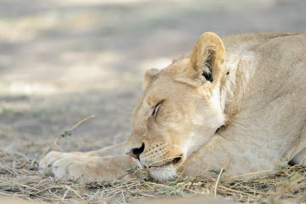 Schlafende Löwin entspannt im Gras der afrikanischen Savanne.