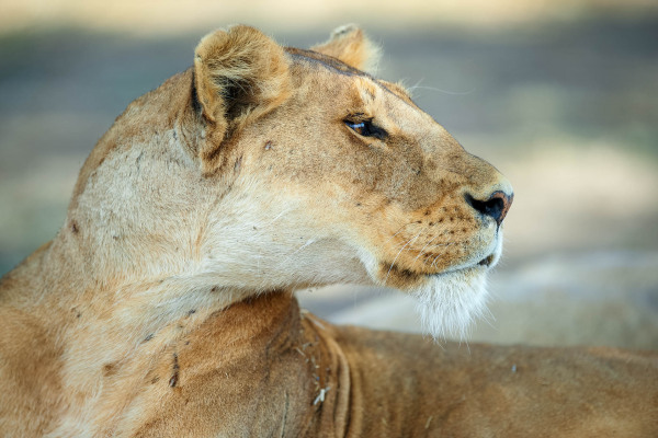 Afrikanische Löwin in Seitenansicht in natürlicher Umgebung.