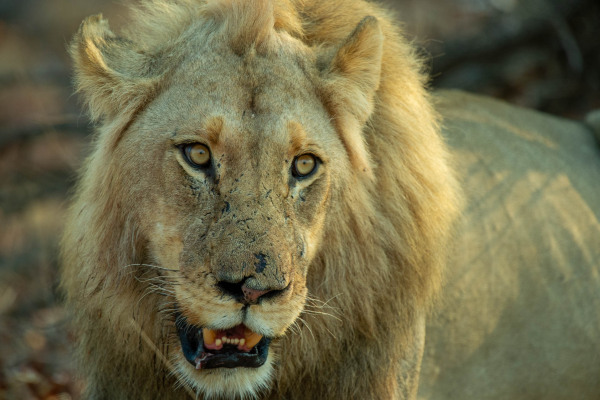 Ein Afrikanischer Löwe mit Mähne und Spuren im Gesicht in Nahaufnahme.