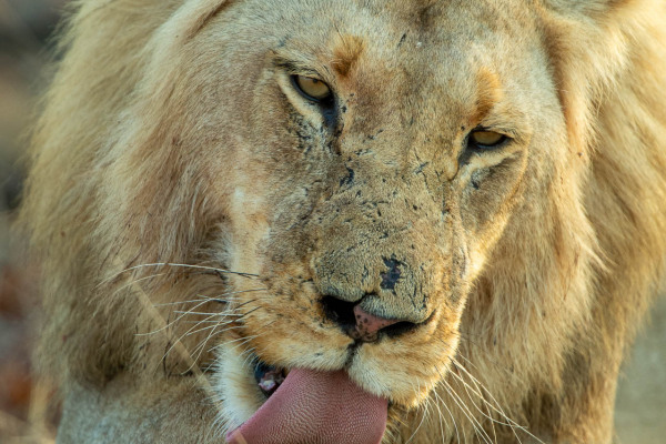 Afrikanischer Löwe putzt sorgfältig sein Fell mit der Zunge.
