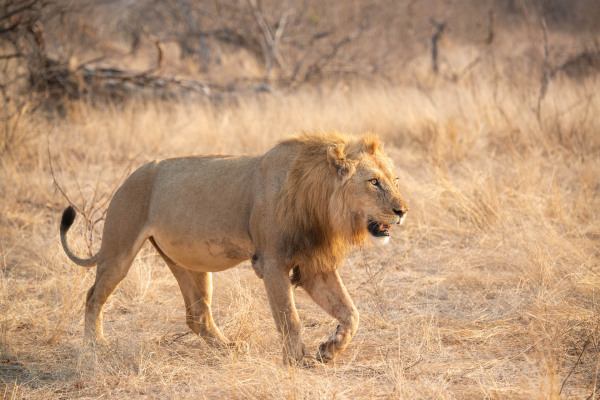 Ein männlicher Afrikanischer Löwe mit Mähne in der trockenen Savanne
