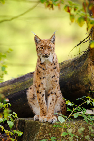 Luchs (Lynx lynx)