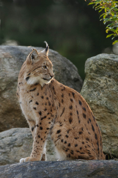 Luchs (Lynx lynx)