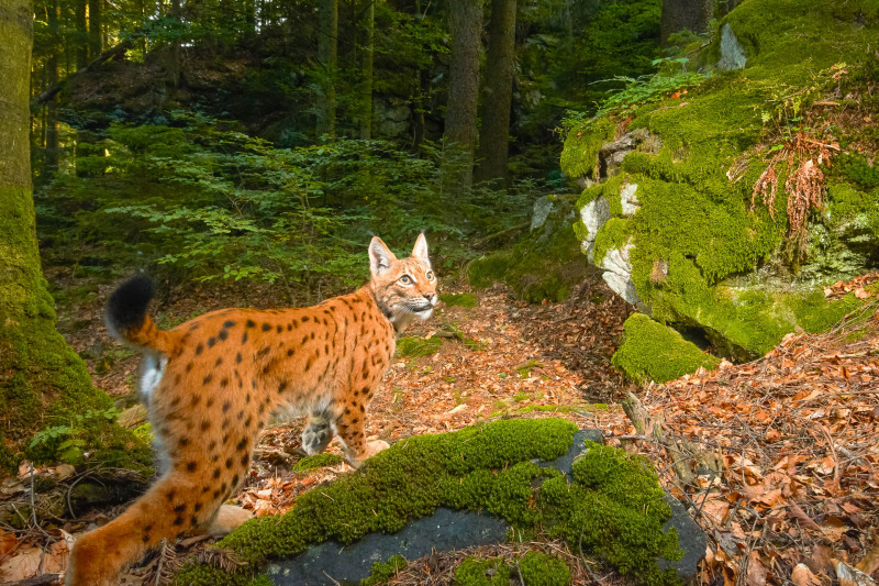 Luchs (Lynx lynx)