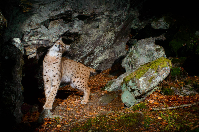 Luchs (Lynx lynx)