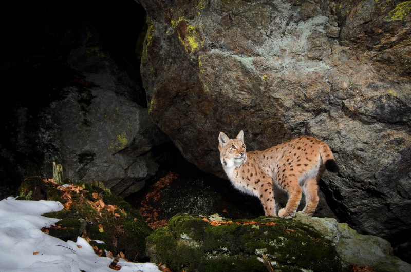 Luchs (Lynx lynx)