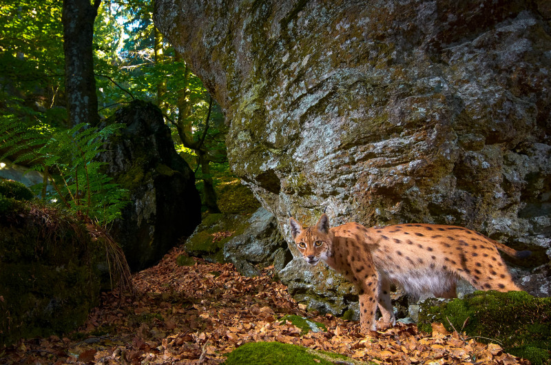 Luchs (Lynx lynx)